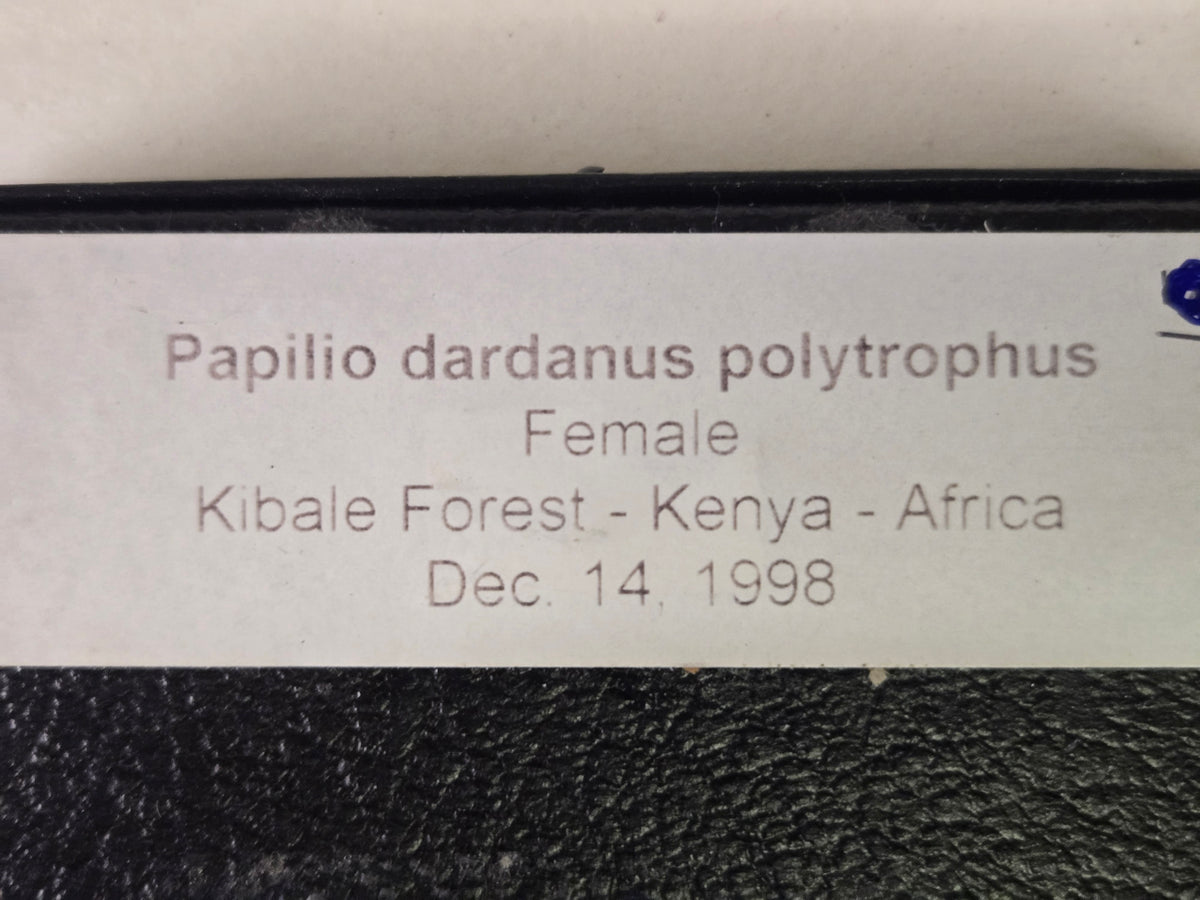 Framed Papilio dardanus polytrophus Female