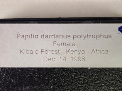 Framed Papilio dardanus polytrophus Female