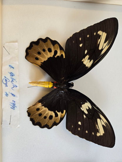 Ornithoptera goliathus FEMALE, Big! Lot 317