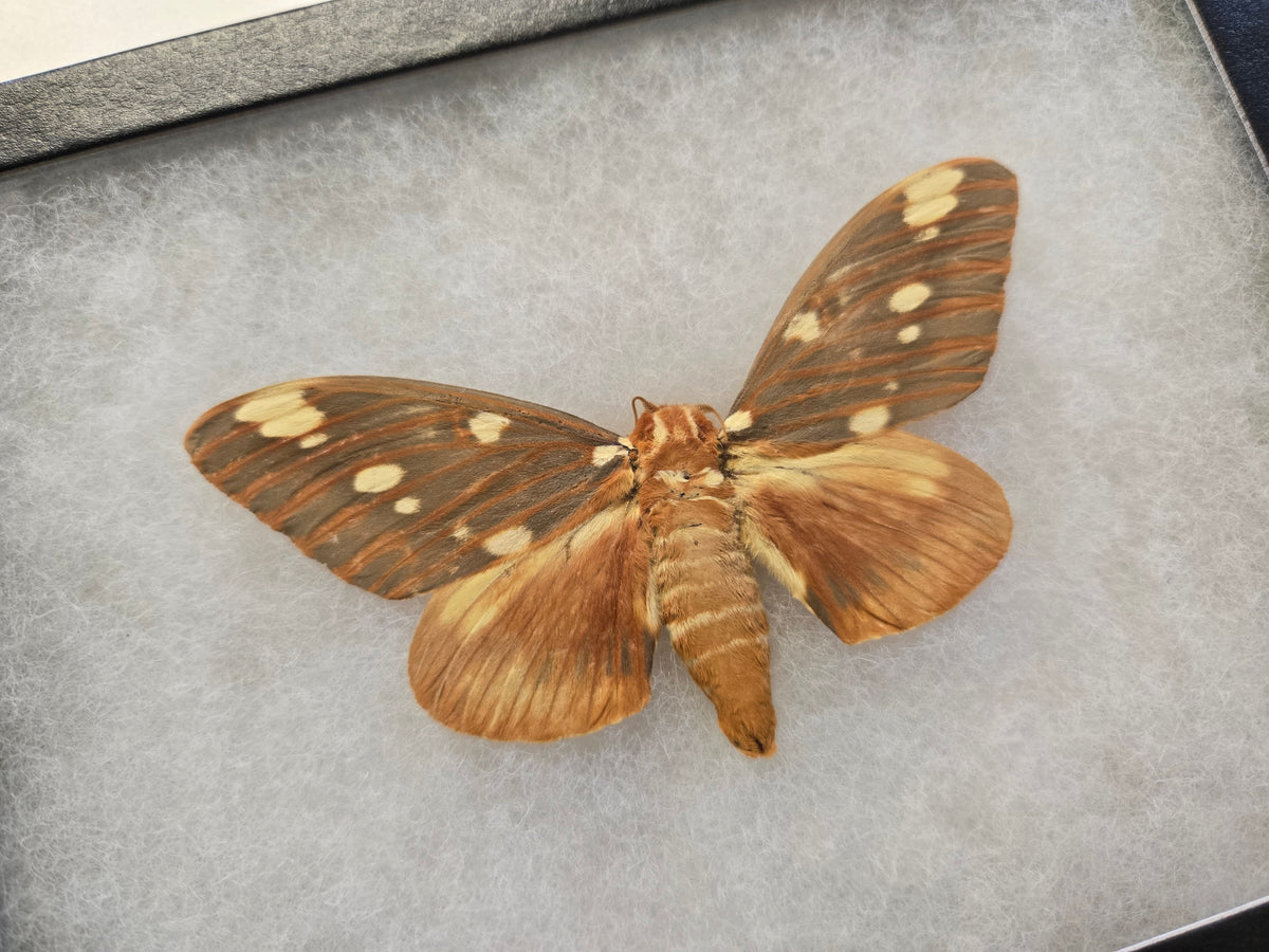 Framed Regal Moth (Citheronia regalis) A-
