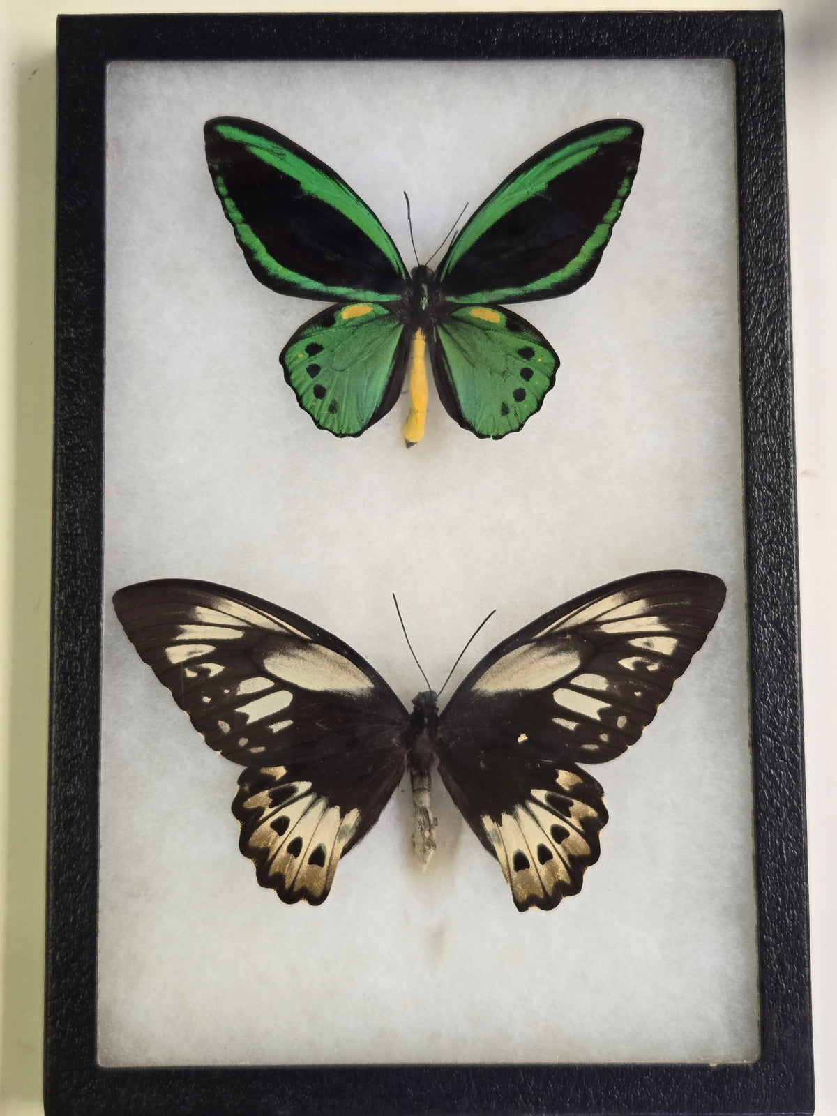 Ornithoptera priamus poseidon, Cape York Birdwing PAIR- Arfak 2001