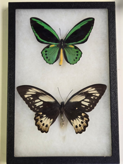 Ornithoptera priamus poseidon, Cape York Birdwing PAIR- Arfak 2001