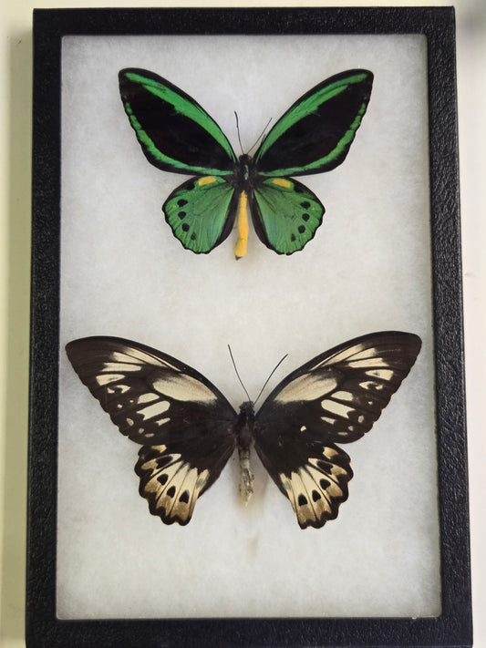 Ornithoptera priamus poseidon, Cape York Birdwing PAIR- Arfak 2001