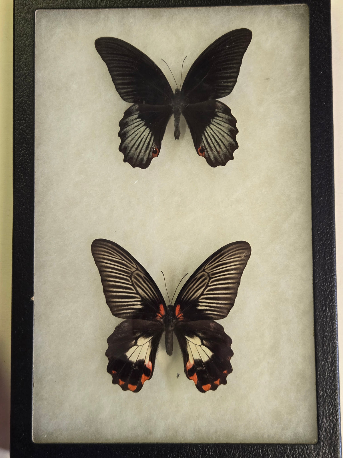Framed Papilio rumanzovia PAIR
