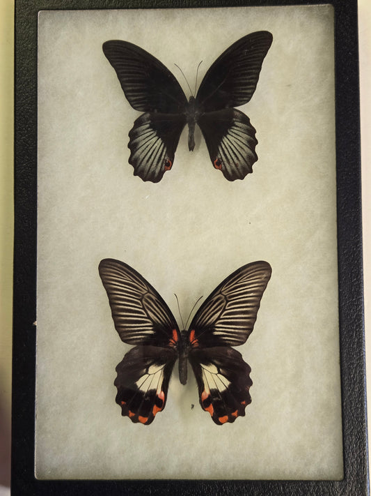Framed Papilio rumanzovia PAIR