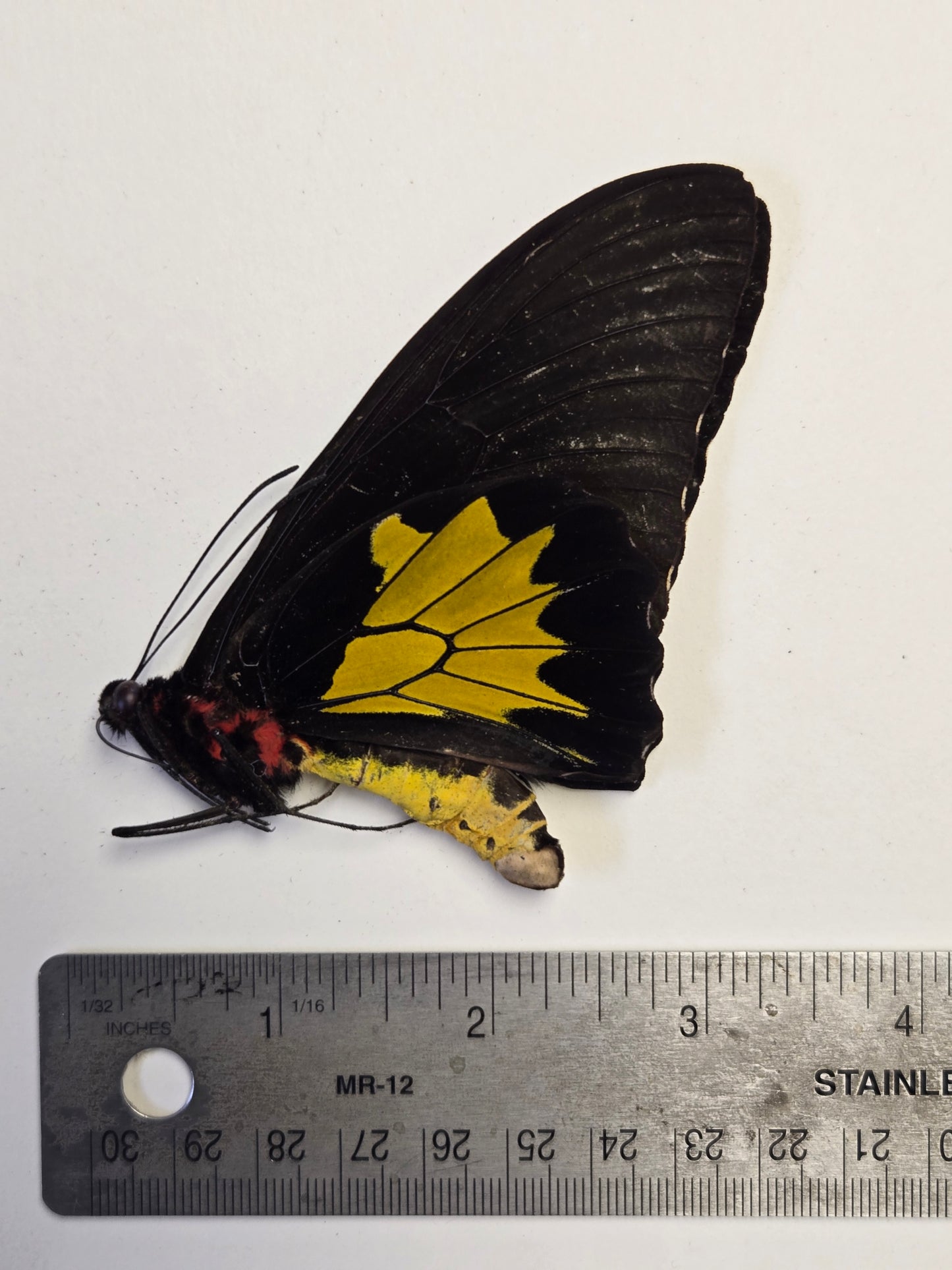 Troides oblongomaculatus Birdwing Butterfly