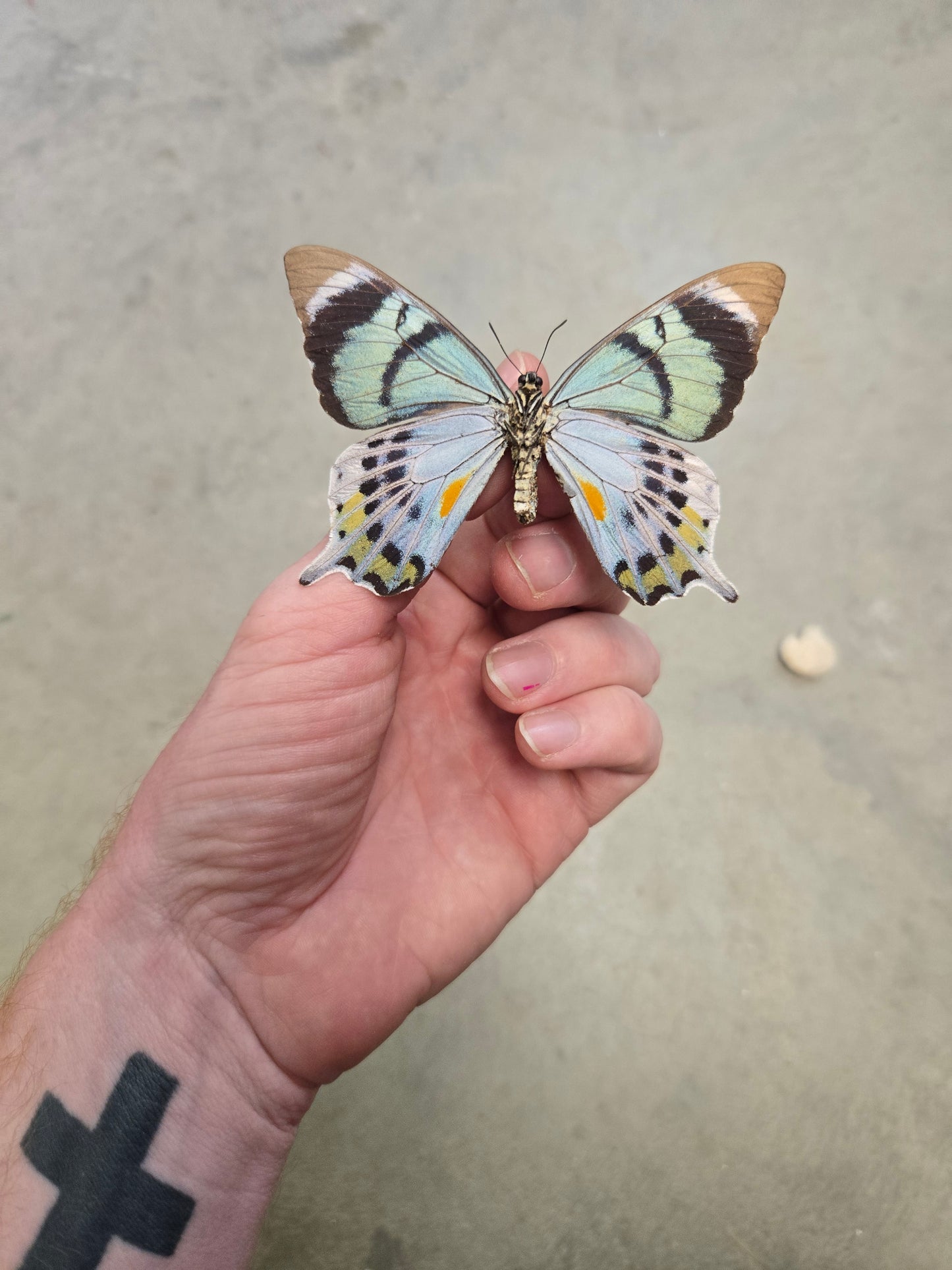 RARE! SPREAD Papilio laglaizei male Swallowtail Butterfly Lot 300