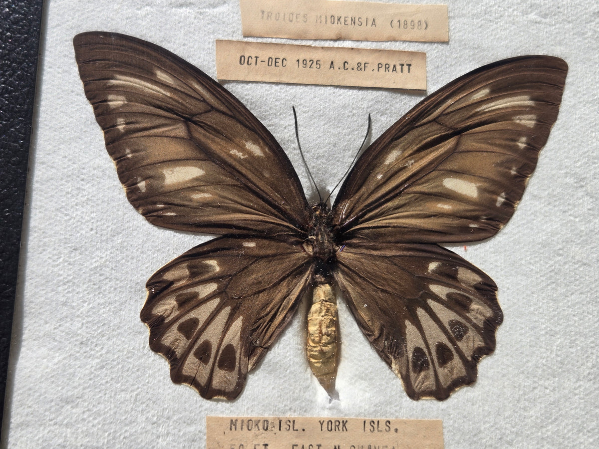 Ornithoptera priamus miokensis WORLD RARITY! 1925 PAIR