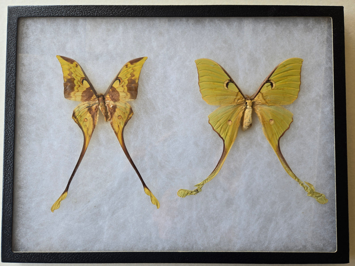 Framed Actias maenas, Malaysian Moon Moth PAIR