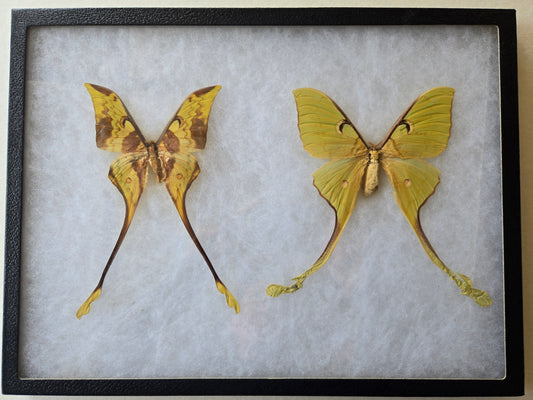 Framed Actias maenas, Malaysian Moon Moth PAIR