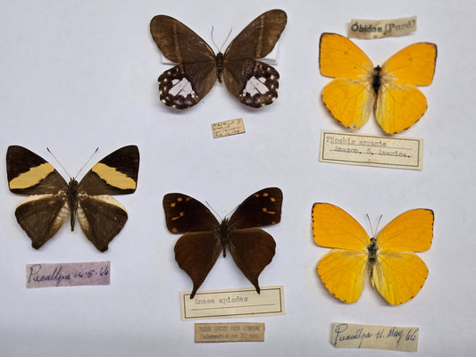5 'Vintage' Butterflies LOT 402