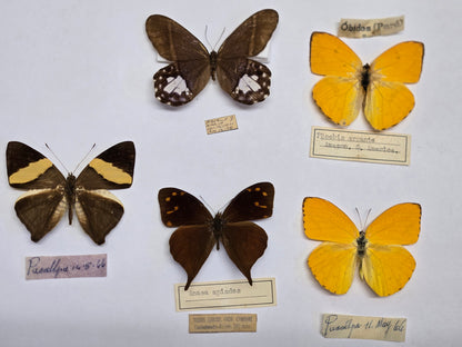 5 'Vintage' Butterflies LOT 402