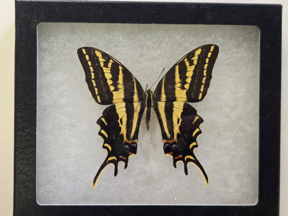 Framed Papilio pilumnus, 3-Tailed Swallowtail