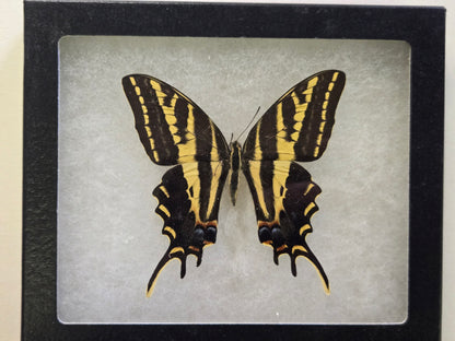Framed Papilio pilumnus, 3-Tailed Swallowtail