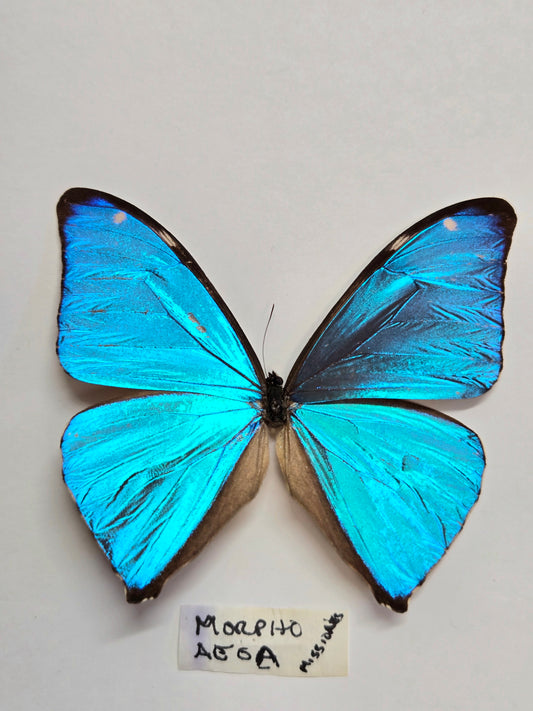 Spread Morpho Aega A- LOT 407