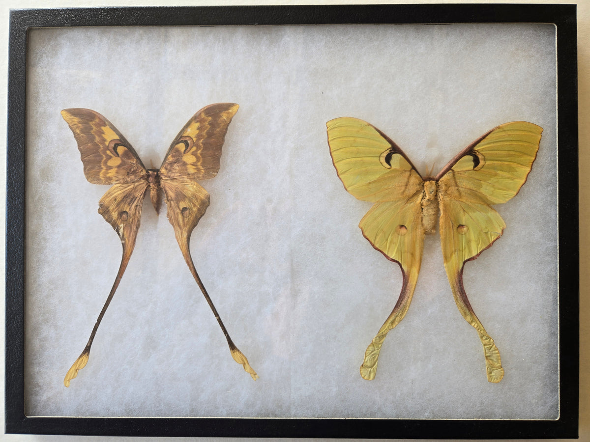 Framed Actias isis, RARE Sulawesi Moon Moth PAIR
