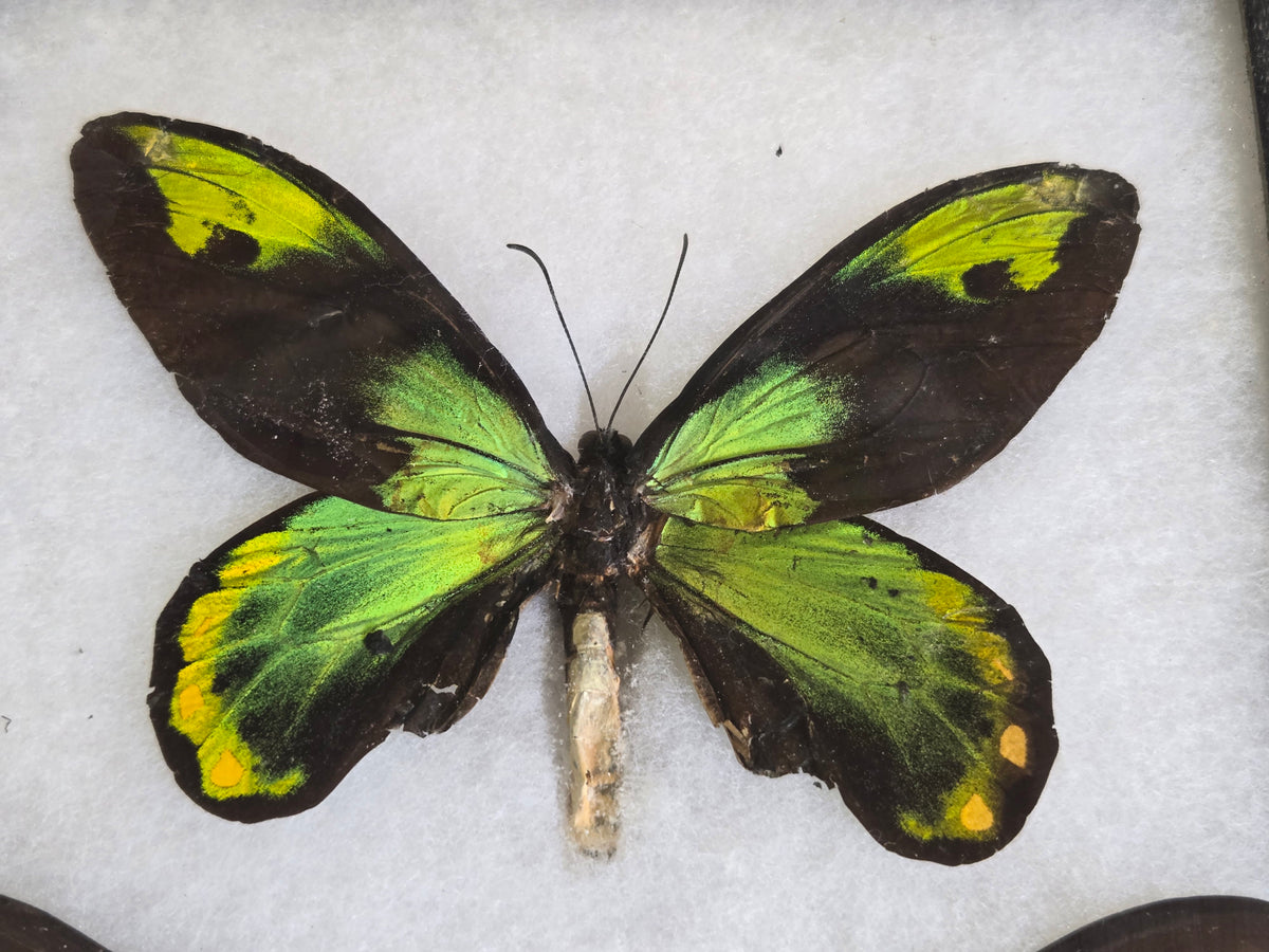 Ornithoptera victoriae victoriae PAIR, Birdwings- 1955