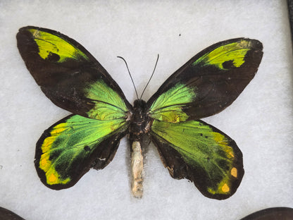 Ornithoptera victoriae victoriae PAIR, Birdwings- 1955