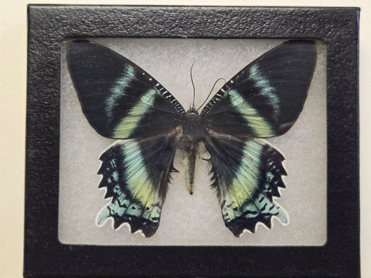 Framed Alcides orontes, Dayflying Moth