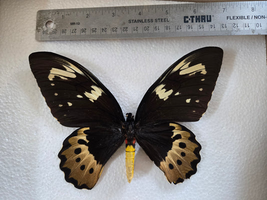 Ornithoptera goliathus FEMALE, Big! Lot 317