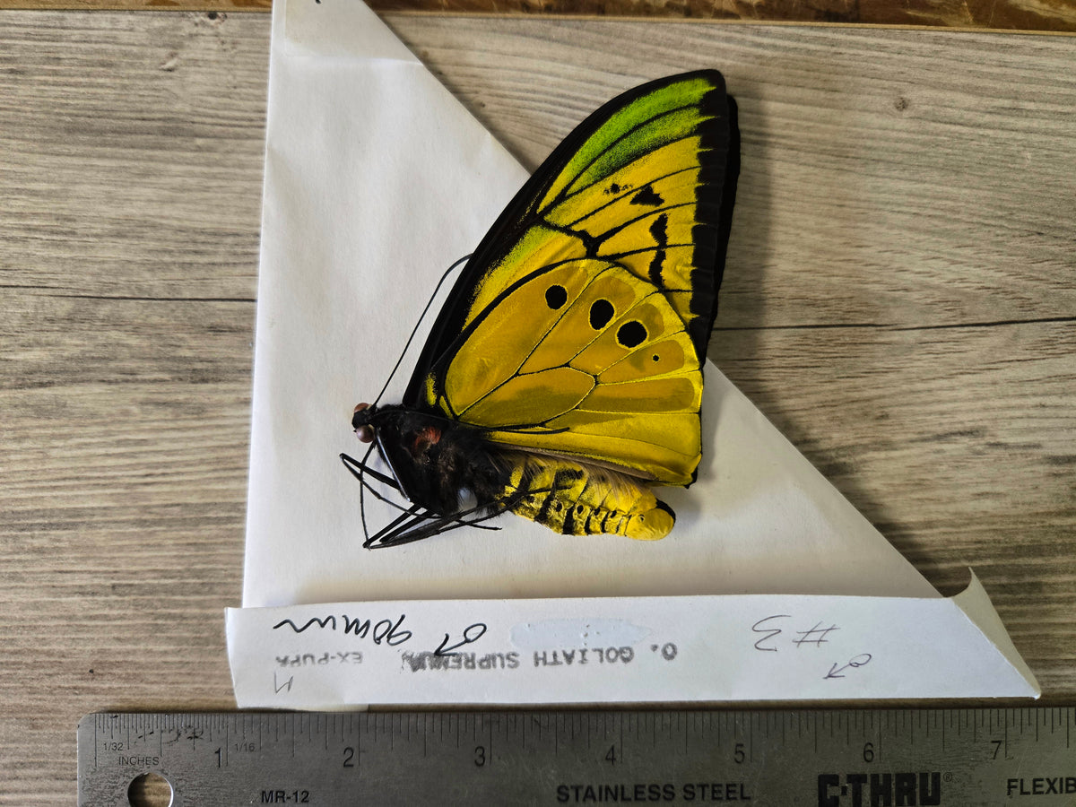 Goliath Birdwing Butterfly, 'Ornithoptera goliath supremus' PAIR