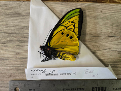 Goliath Birdwing Butterfly, 'Ornithoptera goliath supremus' PAIR