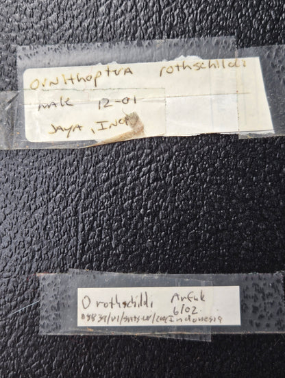 Ornithoptera rothschildi, Birdwing PAIR