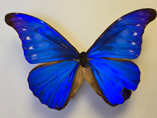 Blue Morpho, Spread Morpho rhetenor cacica A- LOT 434