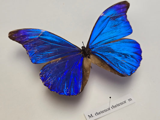 Blue Morpho, Spread Morpho rhetenor rhetenor A- LOT 433