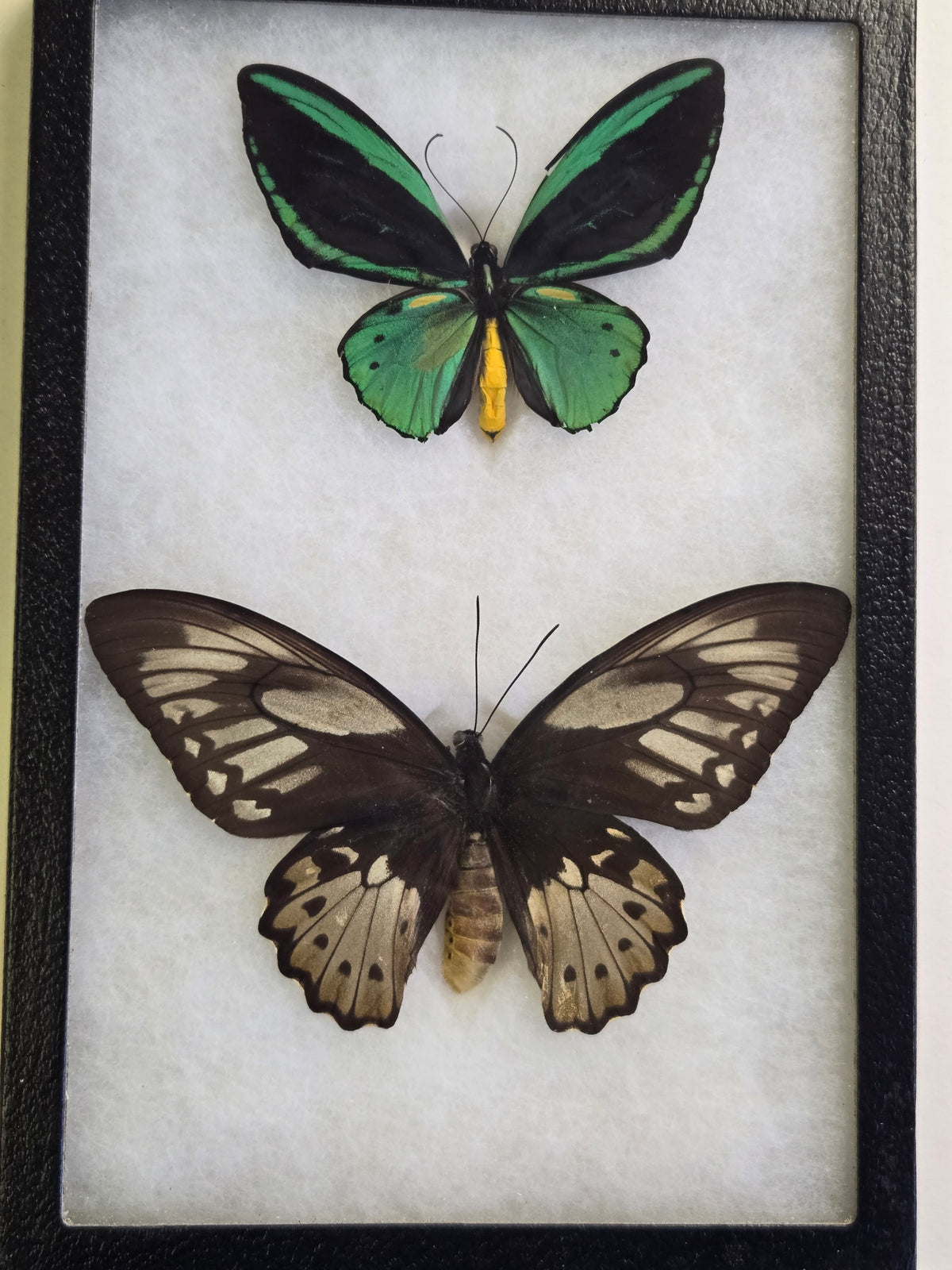 Ornithoptera priamus teucrus, Birdwing PAIR- Biak Island