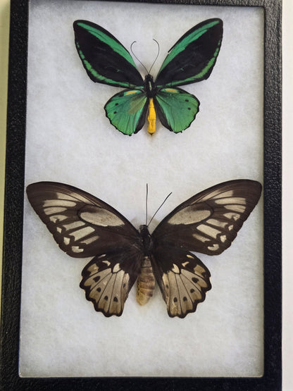Ornithoptera priamus teucrus, Birdwing PAIR- Biak Island