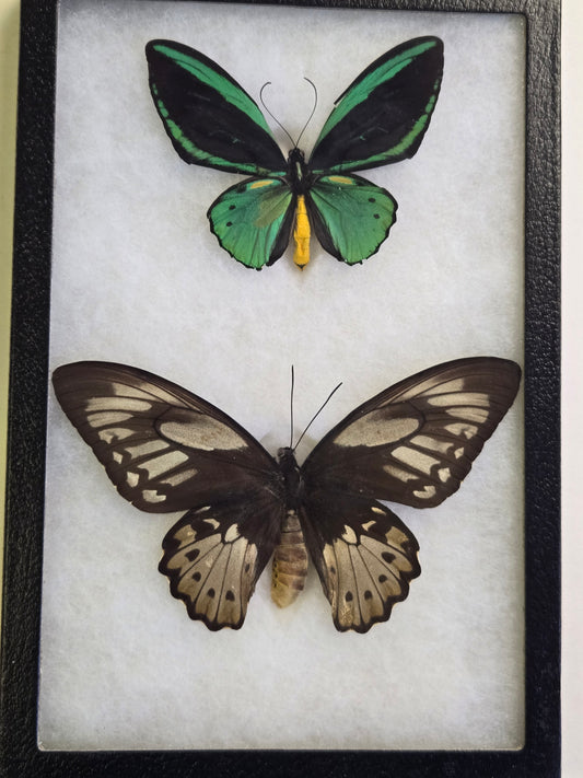 Ornithoptera priamus teucrus, Birdwing PAIR- Biak Island