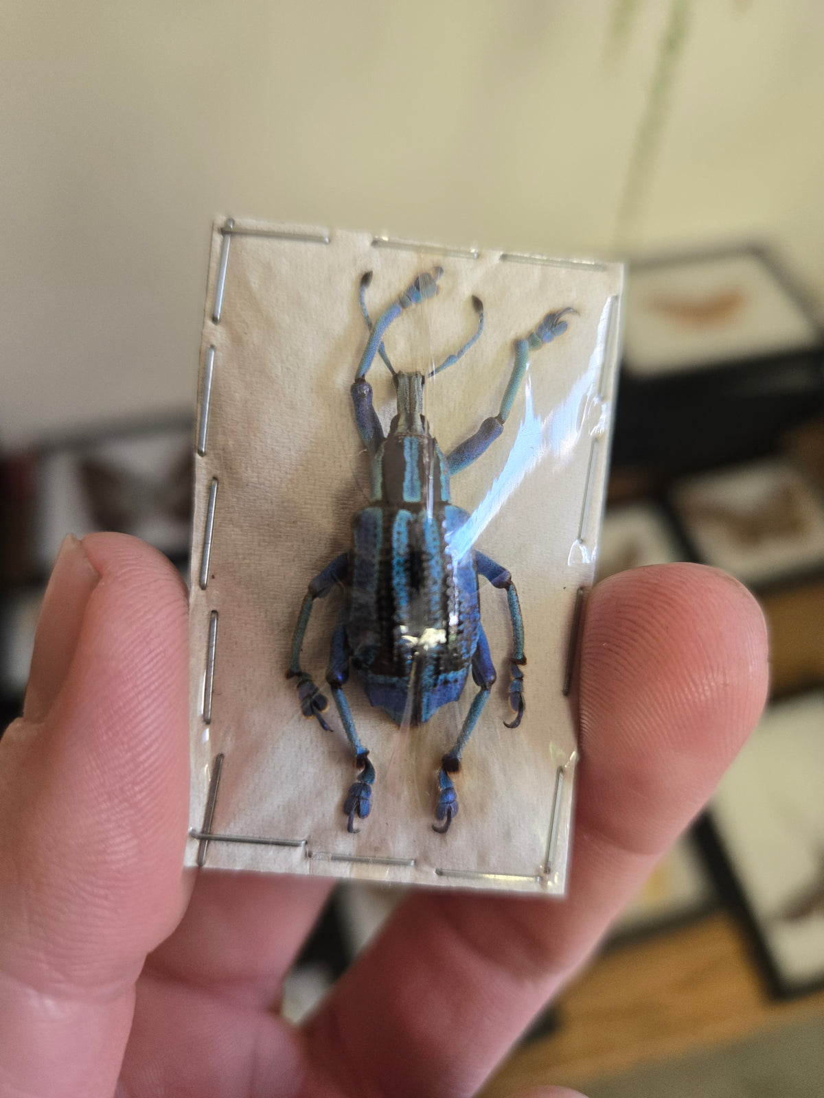 REAL Eupholus bennetti, LARGE Blue/Green Weevil Beetle