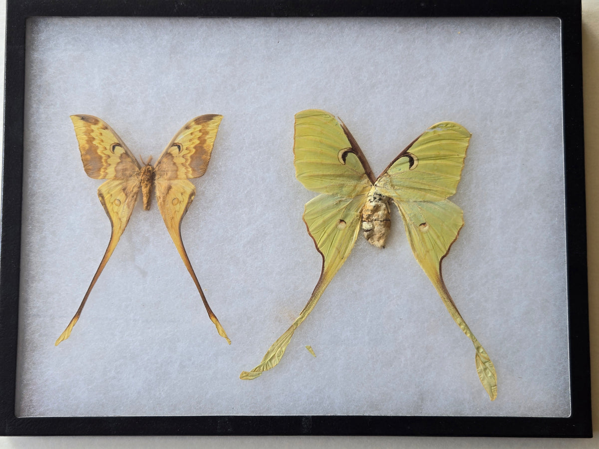 Framed Actias isis, RARE Sulawesi Moon Moth PAIR