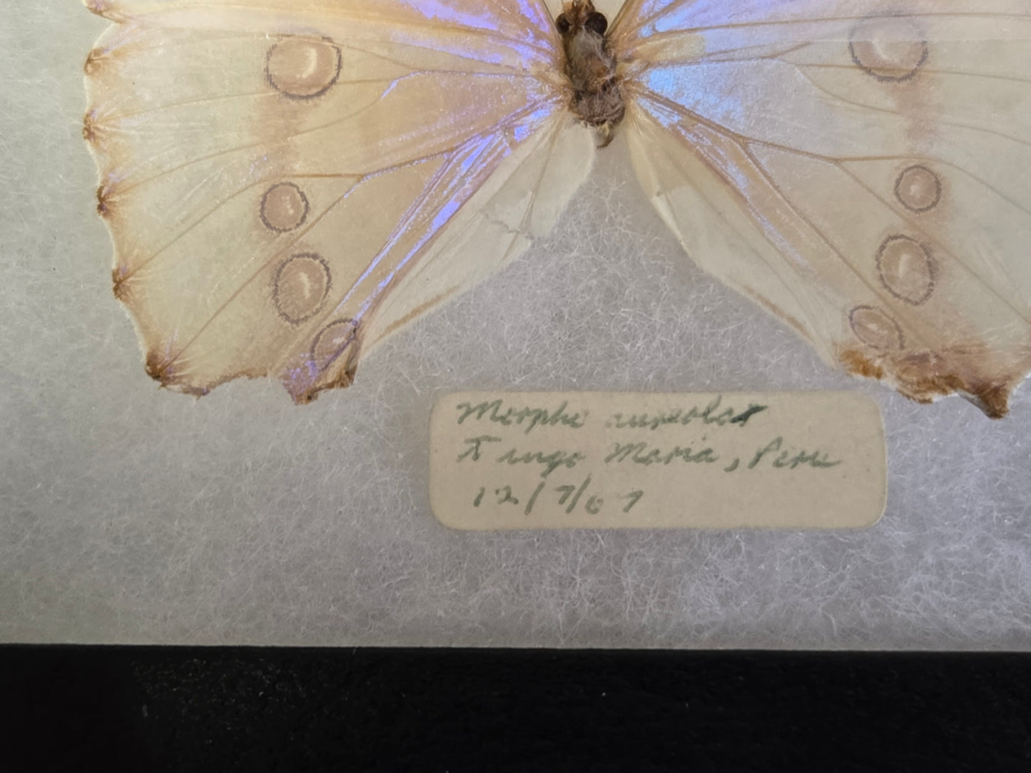 Vintage 1967 Morpho aurora Framed