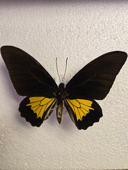 Spread Troides oblongomaculatus birdwing species, Lot 321