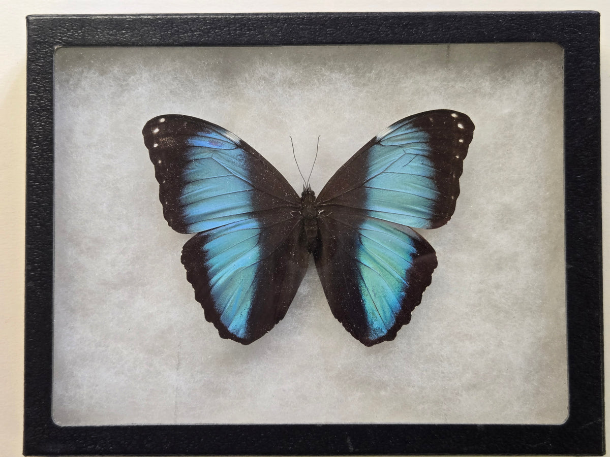 Framed Morpho deidamia (Scarce Morpho)