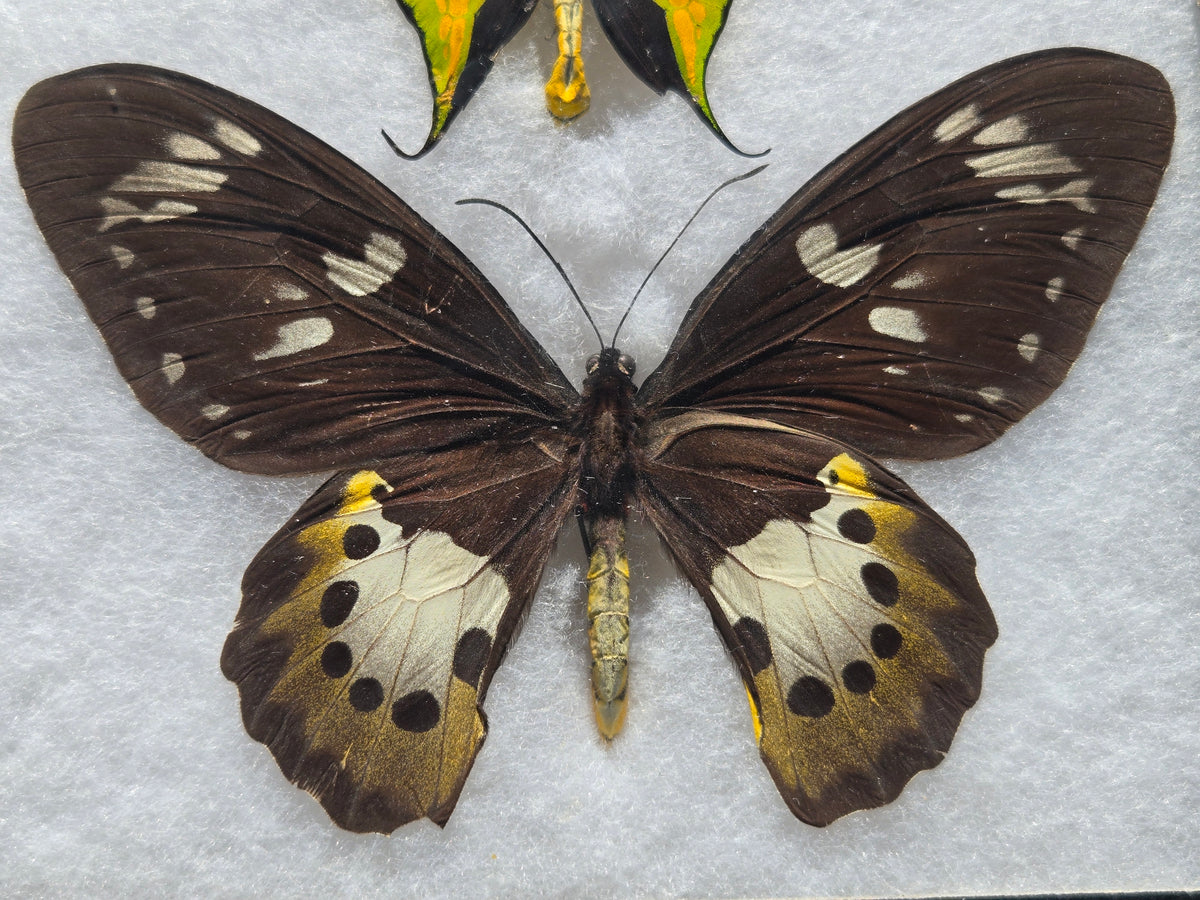 Ornithoptera paradisea chrysanthemum and arfakensis