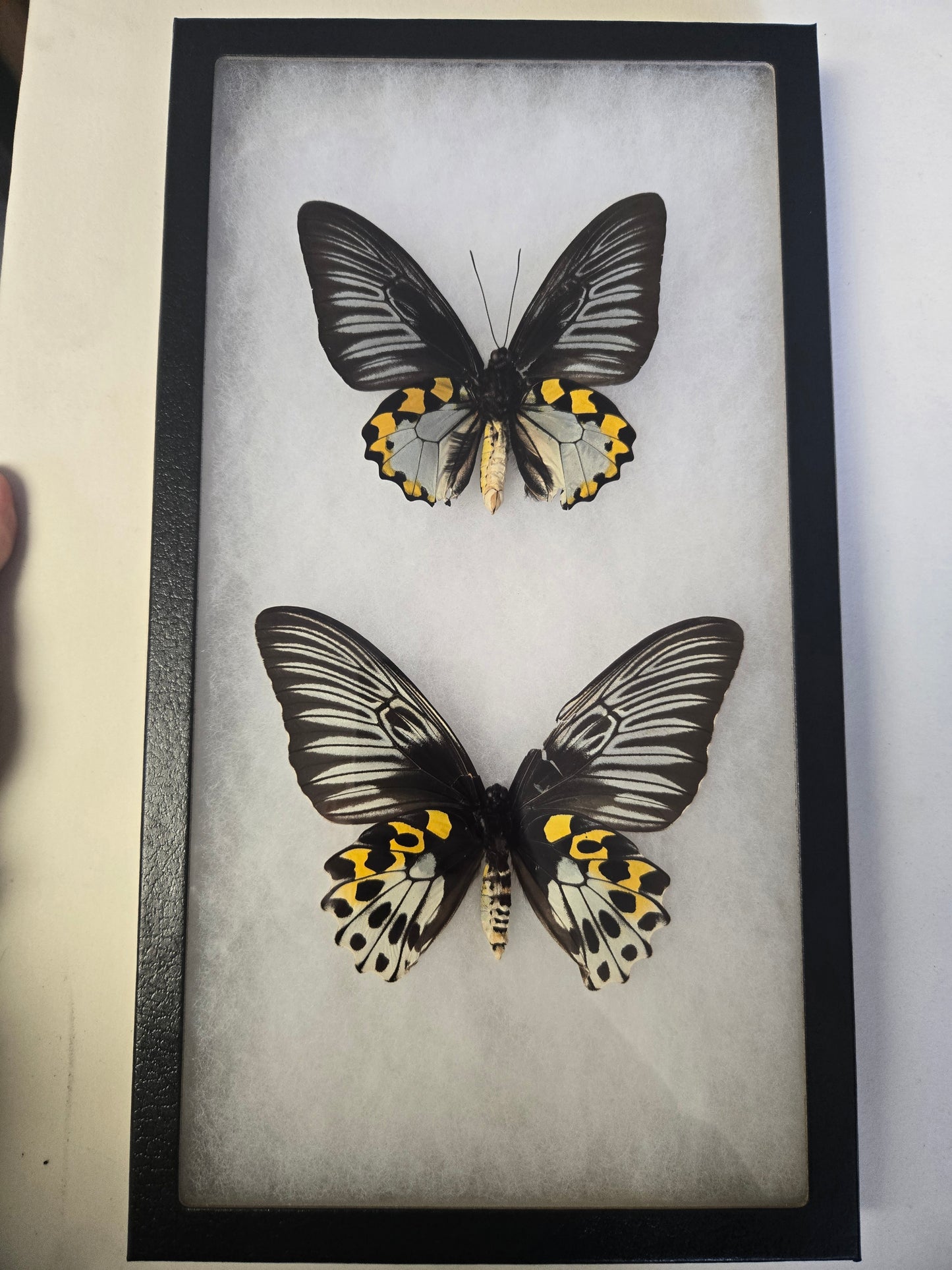 Troides hypolitus Birdwing PAIR, in Riker Frame, 'damaged'