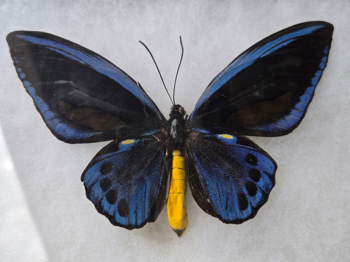 Ornithoptera priamus urvillianus, Blue Birdwing PAIR