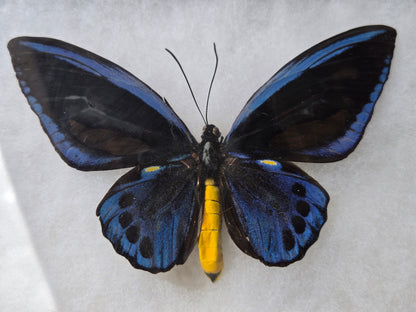 Ornithoptera priamus urvillianus, Blue Birdwing PAIR