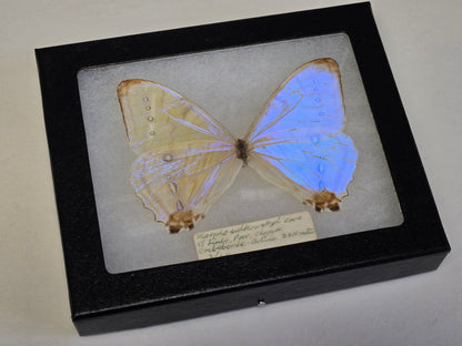 Framed vintage Morpho sulkowskyi 1964
