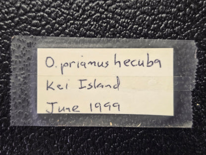 Ornithoptera priamus hecuba, Birdwing PAIR- Kai Island, 1999