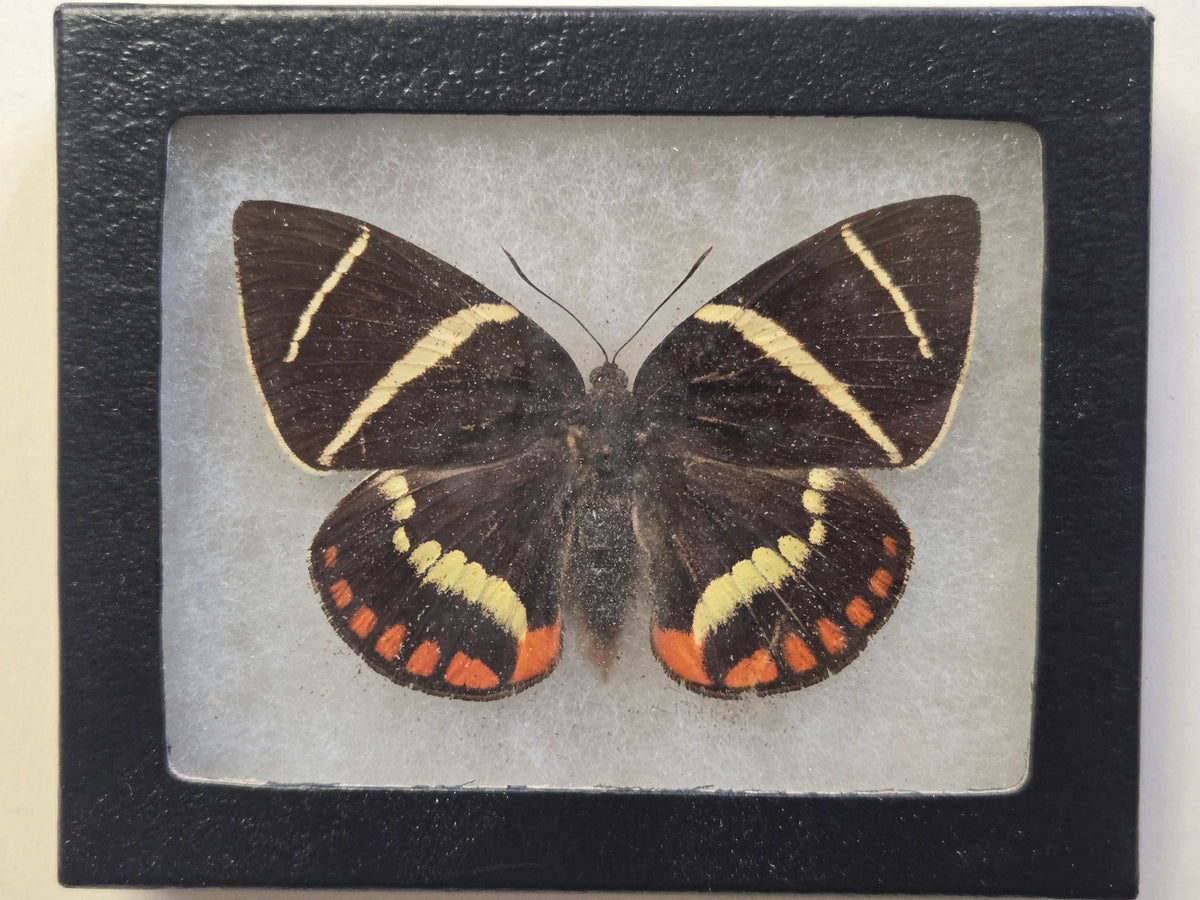Framed Castnia evalthe? Moth-Peru