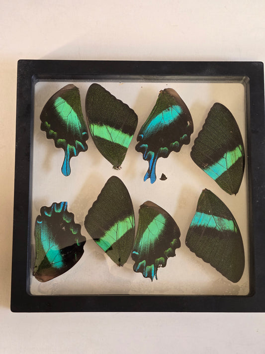 Papilio blumei wings A2