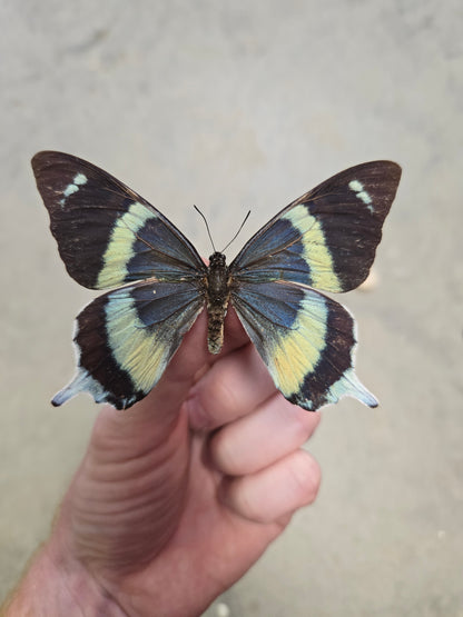 RARE! SPREAD Papilio laglaizei male Swallowtail Butterfly Lot 300