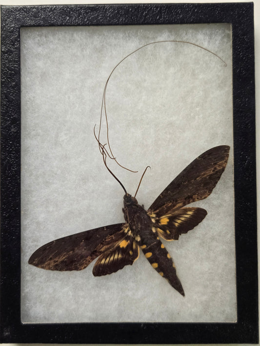 Framed Neococytius cluentius Sphinx Moth