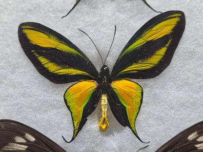 Ornithoptera paradisea chrysanthemum and arfakensis