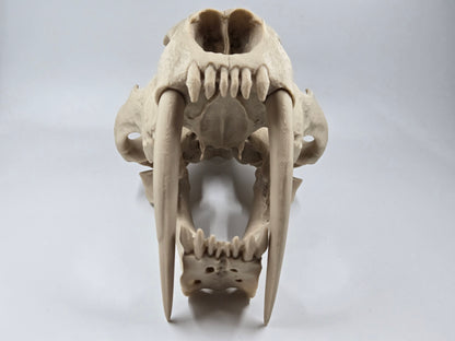 Saber-tooth Tiger Skull Exact Replica, Full Size, Smilodon fatalis