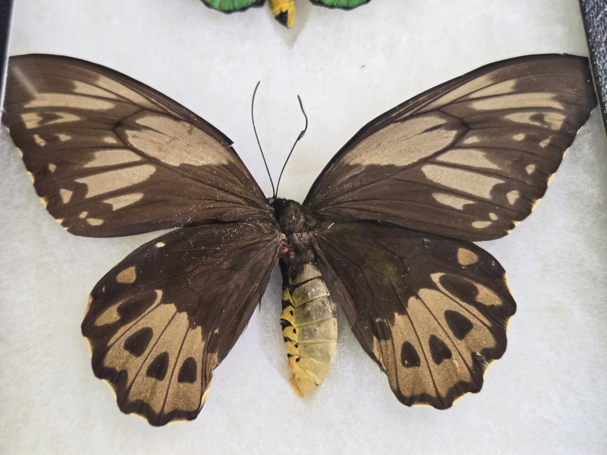 Ornithoptera priamus aruana, Birdwing PAIR- Aru, 1999
